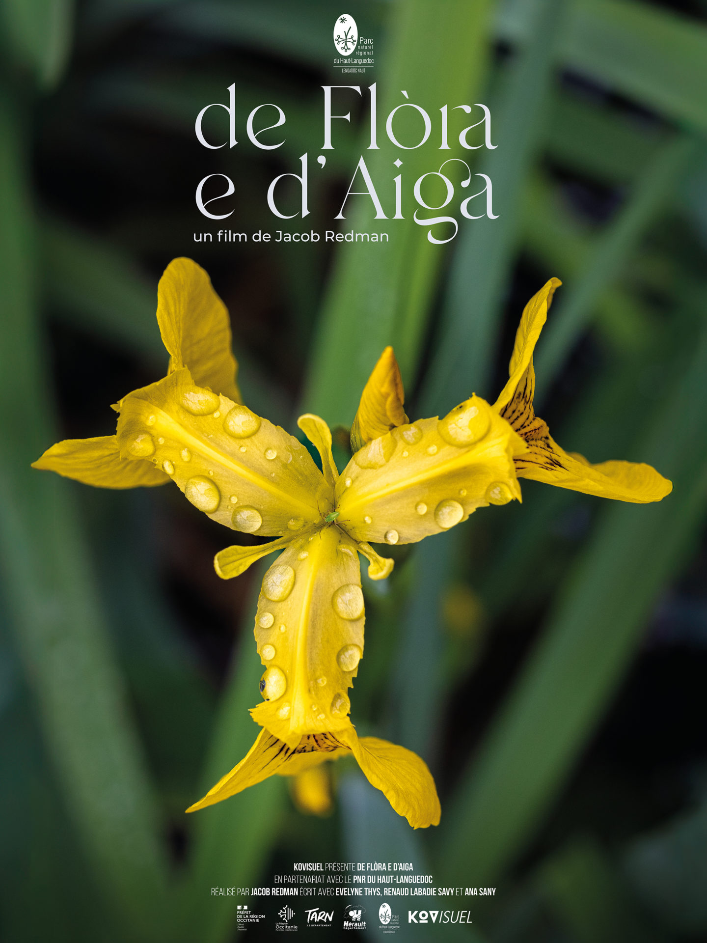 'Aiga web low
